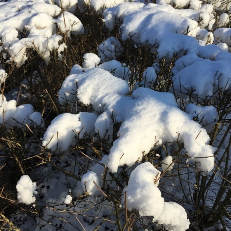 Winterstilte
